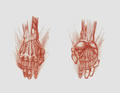 Michael Hensley Drawings, Human Hands 28